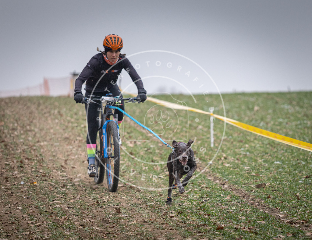 Pfotenfotografie_DV3A1023 | Hundefotografie, Tierfotograf, Pfotenfotografie, Fotoshooting Hund, Hunde Portrait, Hundesport, Hundeportraits, Heideshooting, Hunde, Sportfotograf, Hundefotograf, Turnierhundsport, THS,  - Realisiert mit Pictrs.com