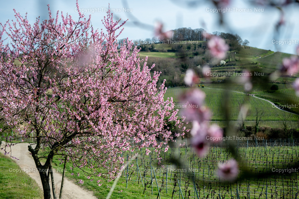 Mandelbluete-Bergstrasse-Weinberge-Fruehling-hessische-bergstrasse-Bensheim-Heppenheim-Fotografie-Thomas_neu-4783 | Die Mandelblüte an der Hessischen Bergstraße gehört zu den schönsten Frühlingsmomenten der Region. Ein blühender Mandelbaum steht oberhalb der Weinberge zwischen Bensheim und Heppenheim und bietet einen weiten Blick über die Rebenlandschaft.  Die Kombination aus blühenden Mandelbäumen, Weinbergen und der sanften Landschaft der Bergstraße macht diese Szene zu einem typischen Motiv des Frühlings in Südhessen.,Bild: Thomas Neu