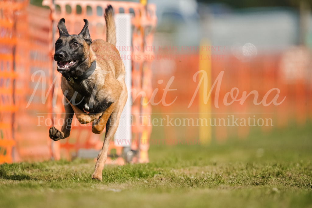 20250928_Hunderennen-307 | MuT (Mensch und Tier) mit Mona - Fotografie und Tierkommunikation - Realisiert mit Pictrs.com