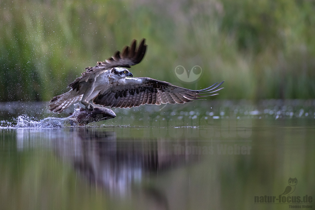 20220716052934-12 | Wie sein Name schon erahnen lässt, spezialisiert sich dieser mittelgroße Adler bei der Nahrungssuche ausschließlich auf Fisch. Deshalb trifft man ihn bei uns in der Nähe von flachen Süßwasserseen und küstennahen Brackgewässern an. - Realisiert mit Pictrs.com