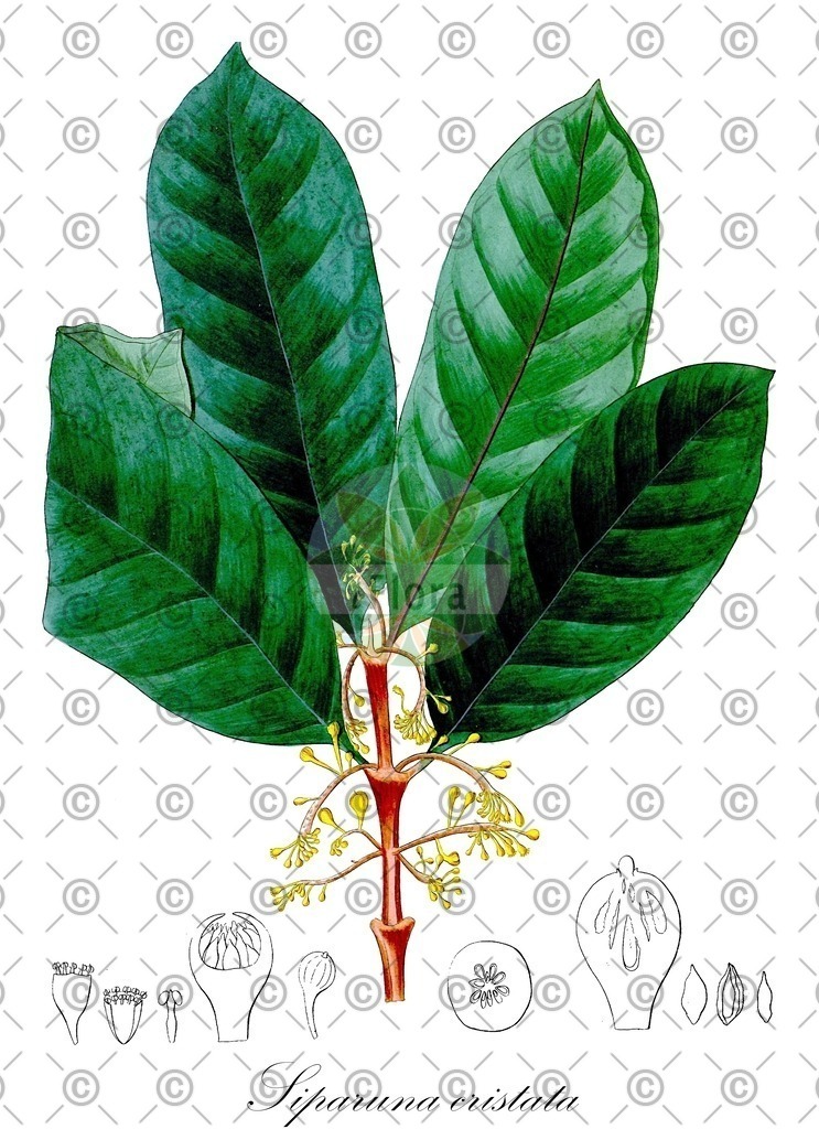 HistAbb_wfo-0000553592_1_ENZY_Simple | Historische Abbildung von Siparuna cristata - Siparunaceae | Historical Illustration of Siparuna cristata - Siparunaceae