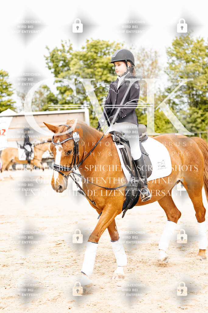 CK904486 | Turnierfotografie Pferdefotografie Trier Rheinland-Pfalz Pferdesport Reitsport Tierfotografie Sportfotografie Pferdevideo Pferdevideografie Equestrianvideography equestrianphotography  - Realisiert mit Pictrs.com