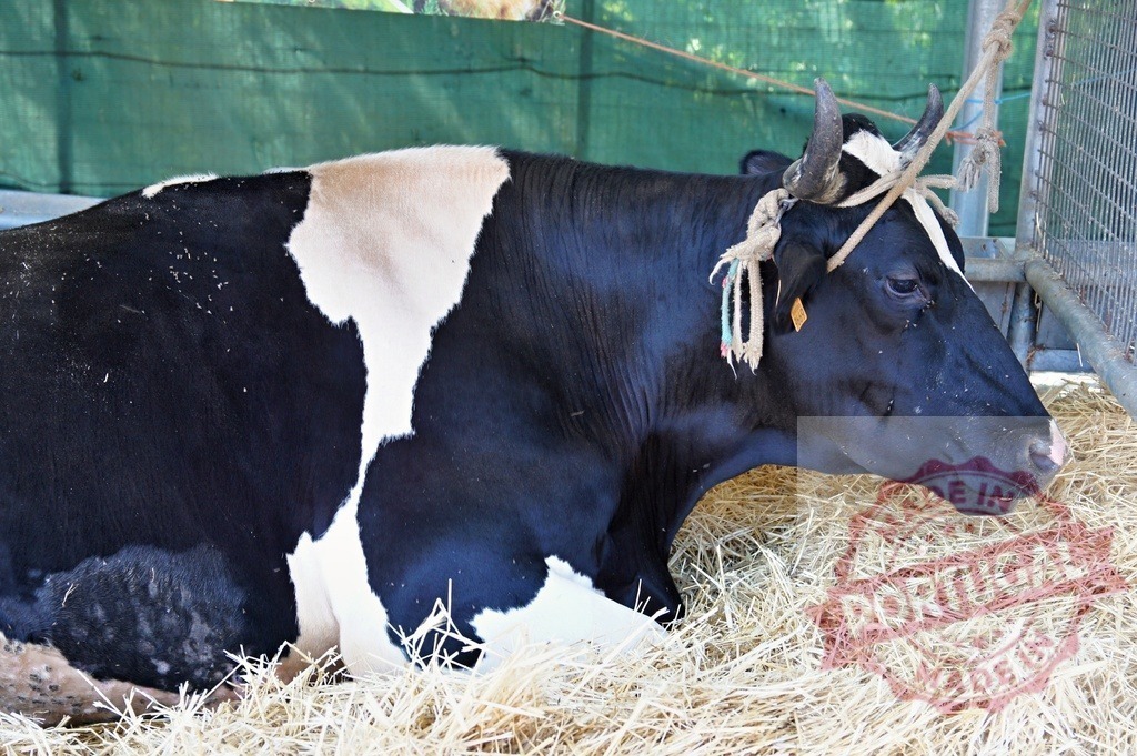 Black and white cow resting in hay on farm | Dairy cow lying on hay inside a barn or stall - Realisiert mit Pictrs.com