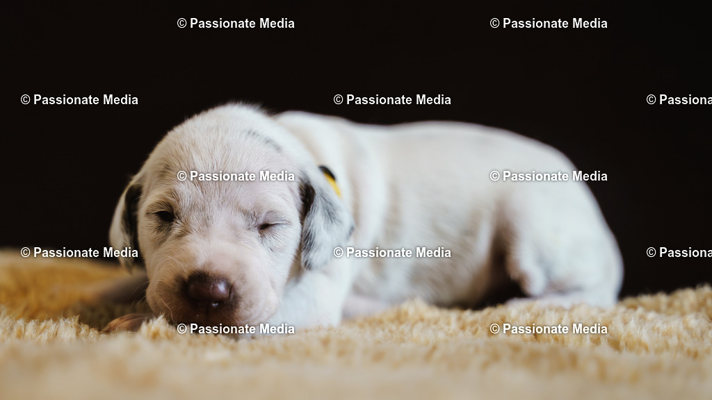 DSC03850 | Passionate Media, dein Fotograf aus Brandenburg, Märkisch Oderland, im Bereich Motorsport, Autos und Motorräder sowie Events und auch Hunde. Shootings oder auch Eventbegleitungen können bei mir gebucht we