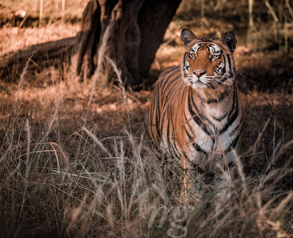 Bengal Tiger in high grass in Bandhavgarh National Park, Madhya Pradesh | Bengal Tiger in high grass in Bandhavgarh National Park, Madhya Pradesh. We were fortunate to have a really close encounter with this highly endangered species. - Realisiert mit Pictrs.com
