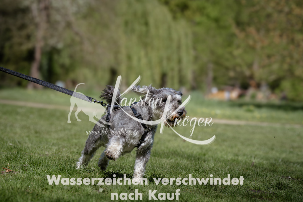 1234_ZZ92365 | kk-dogfotos