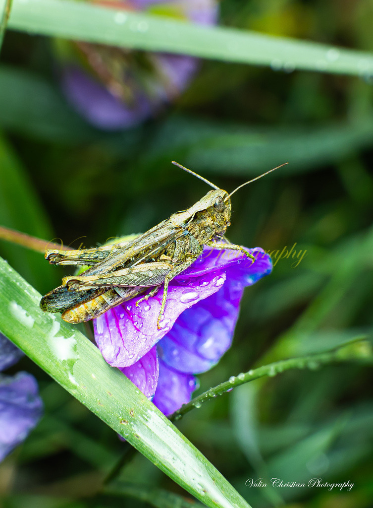 Macro 39 | Christian Vulin  - Realisiert mit Pictrs.com