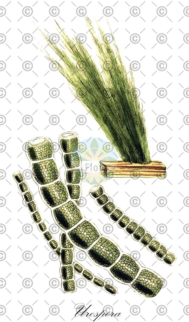 HistAbb_wfo-0000417581_1_ENZY_Simple | Historische Abbildung von Urospora - Urosporidae (0) | Historical Illustration of Urospora - Urosporidae (0)