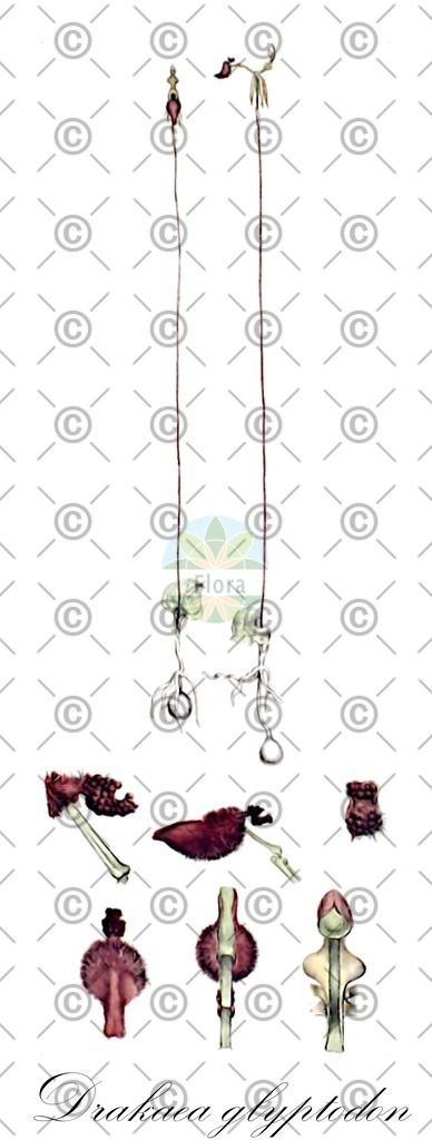 HistAbb_wfo-0000656517_1_ENZY_Simple | Historische Abbildung von Drakaea glyptodon - Orchidaceae | Historical Illustration of Drakaea glyptodon - Orchidaceae