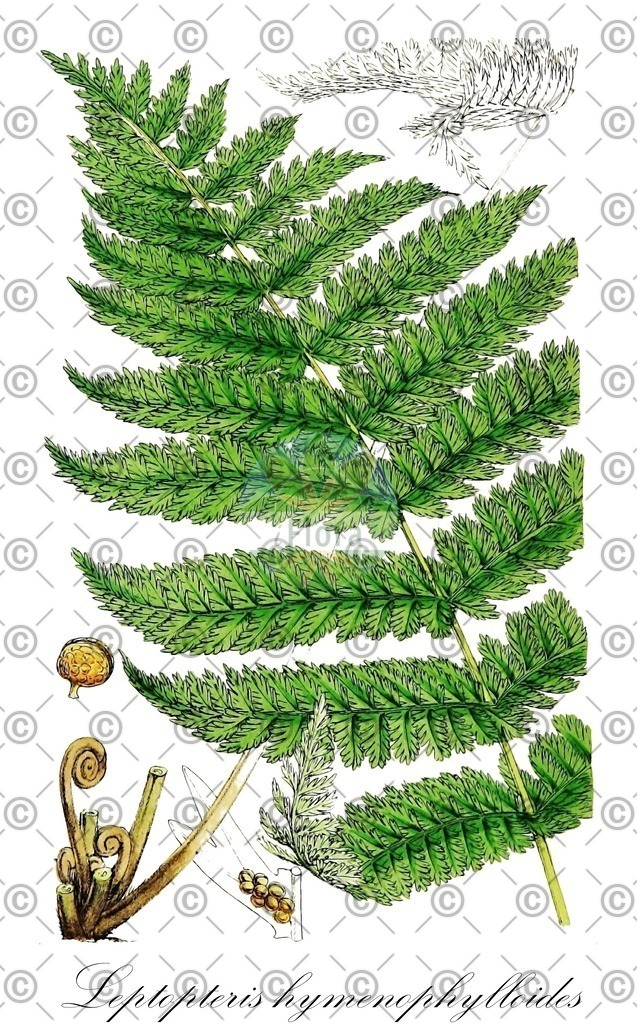 HistAbb_wfo-0000442884_1_ENZY_Simple | Historische Abbildung von Leptopteris hymenophylloides - Osmundaceae | Historical Illustration of Leptopteris hymenophylloides - Osmundaceae