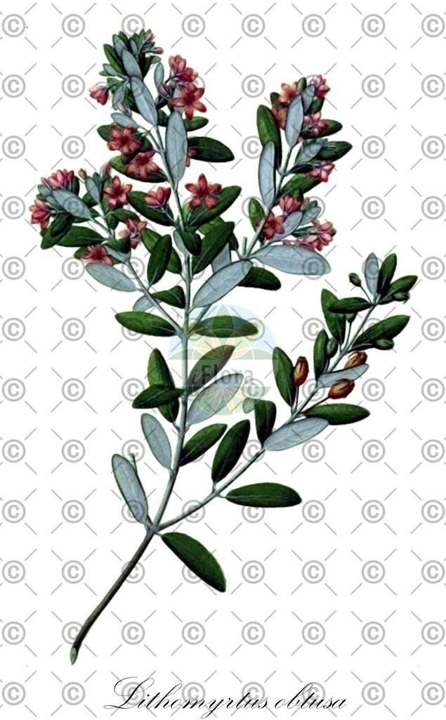 HistAbb_wfo-0001135546_2_ENZY_Simple | Historische Abbildung von Lithomyrtus obtusa - Myrtaceae | Historical Illustration of Lithomyrtus obtusa - Myrtaceae