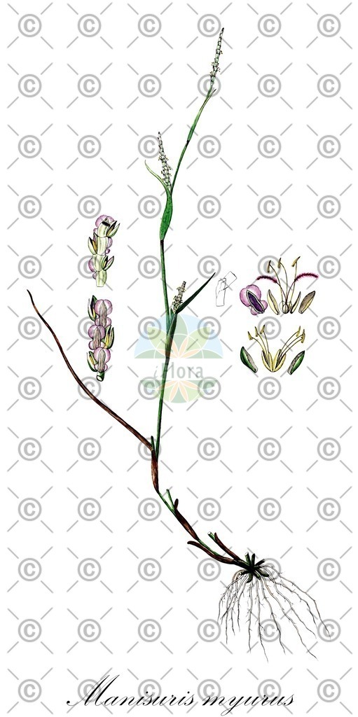 HistAbb_wfo-0000452570_1_ENZY_Simple | Historische Abbildung von Manisuris myurus - Poaceae | Historical Illustration of Manisuris myurus - Poaceae