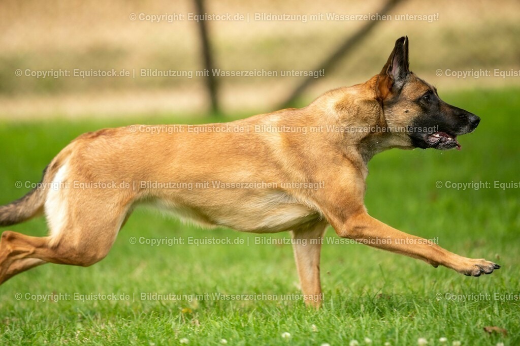 20210728_Schutzhund-in-Bewegung_0017 | Foto: Thomas Hartig