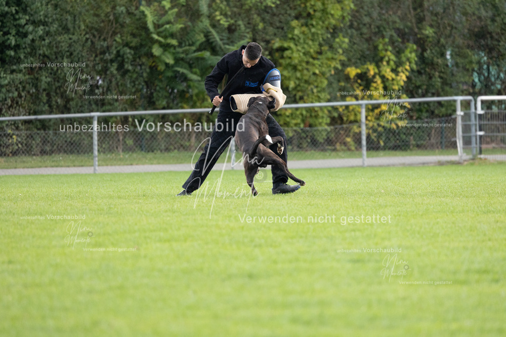 _16A7138 | Einzigartige Fotos von Hunden & Menschen –Actionfotos, Portraits, Vereinsaufnahmen & Paarshootings – authentisch, lebendig & mit Herz.