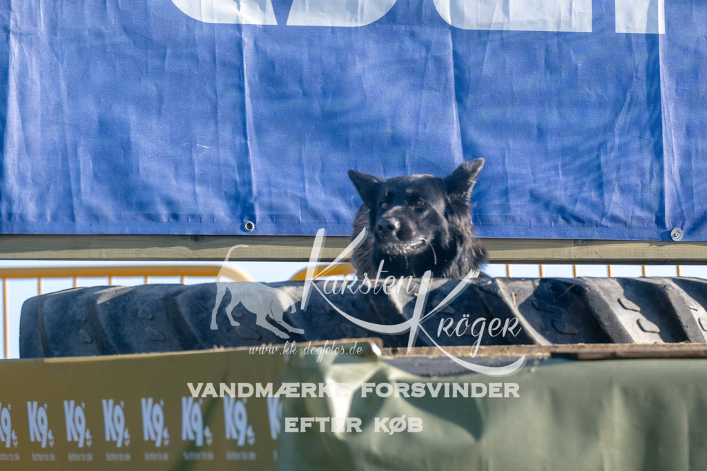 0822_ZZ93405 | kk-dogfotos