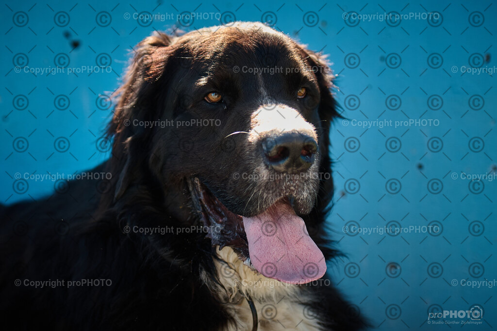 224_202509_4Hundebadetag_NZ9_2879 | proPHOTO - Realisiert mit Pictrs.com