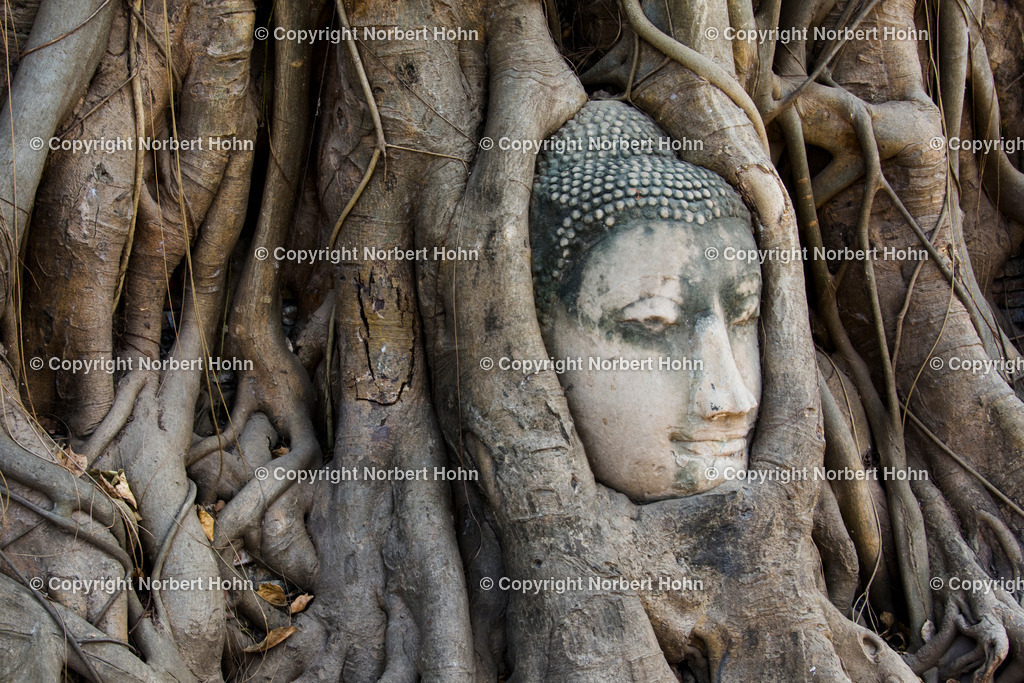 Reisefotografie - Asien - Thailand | Von Baumwurzeln umschlungener Buddhakopf  im historischen Park von Ayutthaya. - Realisiert mit Pictrs.com