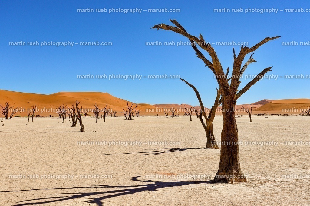 Deadvlei‘s trees | Trees at Deadvlei Namib desert - Realisiert mit Pictrs.com