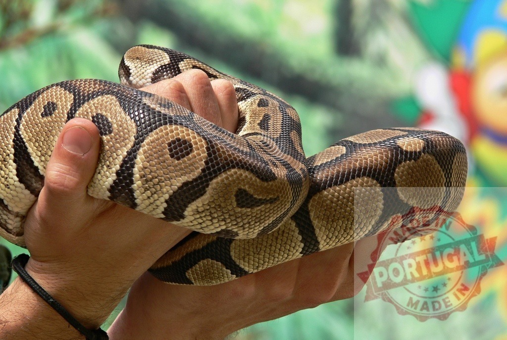 Person holding ball python, showing snake skin pattern | Person's hands holding a ball python, displaying its beautiful patterned skin and scales - Realisiert mit Pictrs.com