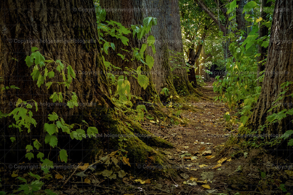 20250920133825_DSC2036 | Kaufen sie online außergewöhnliche Fotografien auf Leinwand Acrylglas Fotoprint Aludibond von holgerweigeltfotografie - Realisiert mit Pictrs.com