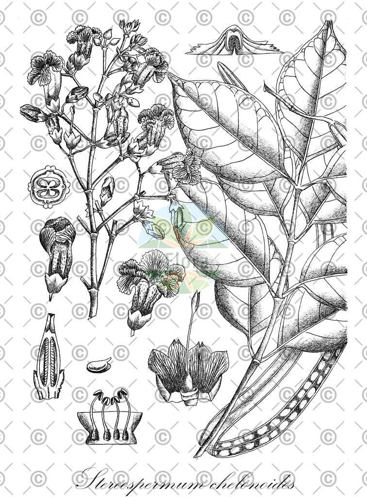 HistAbb_wfo-0001218054_1_ENZY_Simple | Historische Abbildung von Stereospermum chelonoides - Bignoniaceae | Historical Illustration of Stereospermum chelonoides - Bignoniaceae