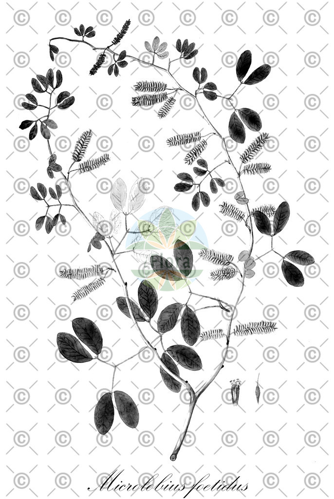 HistAbb_FALSCH_1_ENZY_Simple | Historische Abbildung von Microlobius foetidus - Fabaceae | Historical Illustration of Microlobius foetidus - Fabaceae