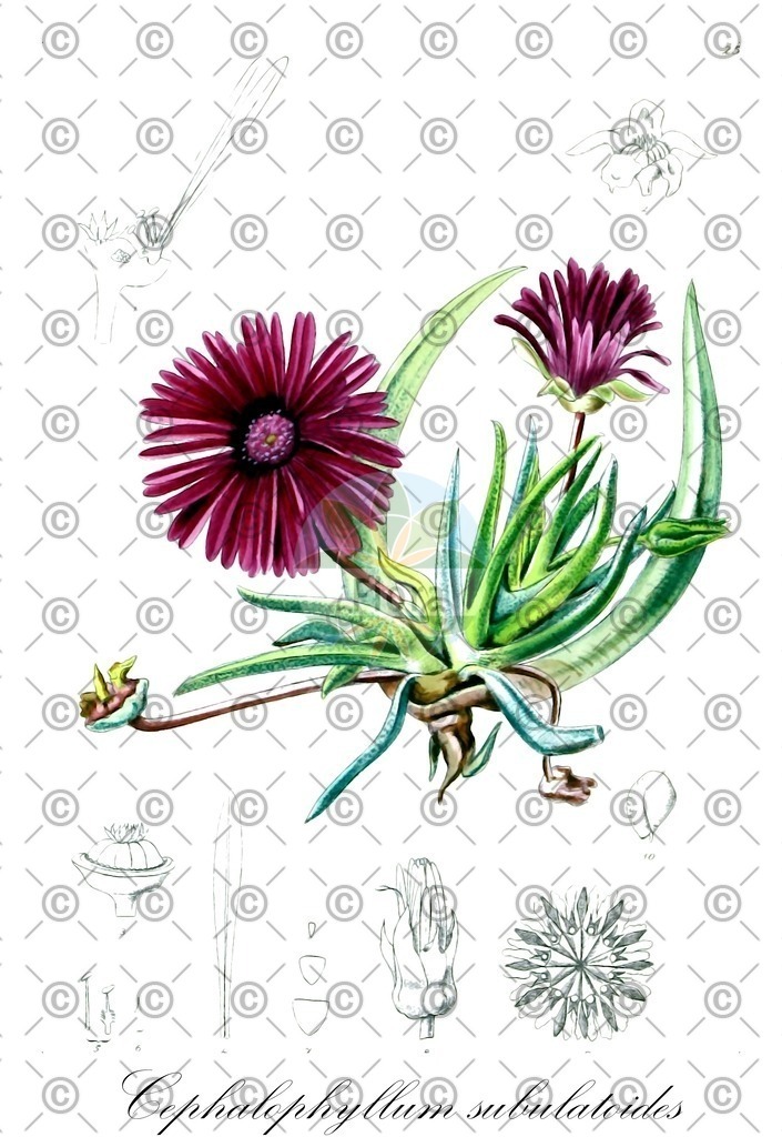 HistAbb_wfo-0000353158_1_ENZY_Simple | Historische Abbildung von Cephalophyllum subulatoides - Aizoaceae | Historical Illustration of Cephalophyllum subulatoides - Aizoaceae