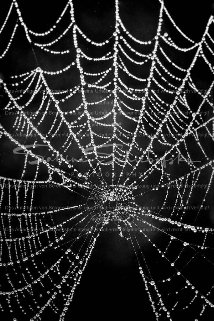 Spinnen Kunst mit Tröpfchen | People- und Tierfotografie, Imageaufnahmen, Veranstaltungsfotografie und Wandbilder aus der Natur ★ Made in Germany ✔️ Druck + Downloads ✔️ Naturfotografie in Top Qualität ★ schneller Versand, weltweite Lieferung! - Realisiert mit Pictrs.com