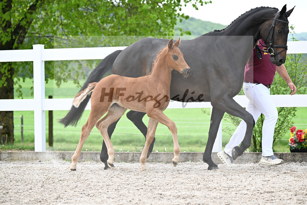 Kat-Nr. 5 HF Von Und Zu x Escamillo_von Unger_23260145 | hf-fotografie - Realisiert mit Pictrs.com