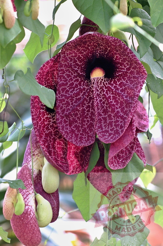 Elegant Dutchman's Pipe Flower Hanging from Vine | Close-up of a Dutchman's pipe flower showcasing its unique, veined petals and intriguing shape - Realized with Pictrs.com