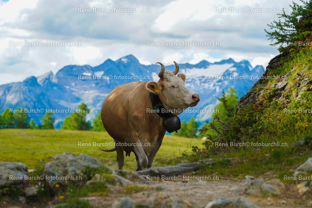 20220625-DSC09621 | René Burch leidenschaftlicher Fotograf aus Kerns in Obwalden.  Hier finden sie Sport, Landschaft und Natur Fotografie.
 - Realisiert mit Pictrs.com