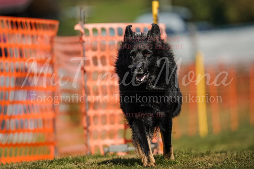 20250928_Hunderennen-686 | MuT (Mensch und Tier) mit Mona - Fotografie und Tierkommunikation - Realisiert mit Pictrs.com
