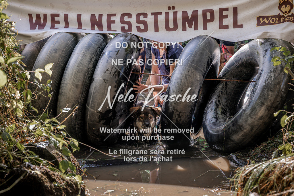 nelerasche_Hunsrück2026_Sa1400-1500_14 | nelerasche