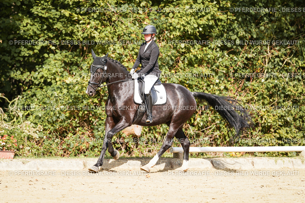 DSC02402 | Pferdegrafie