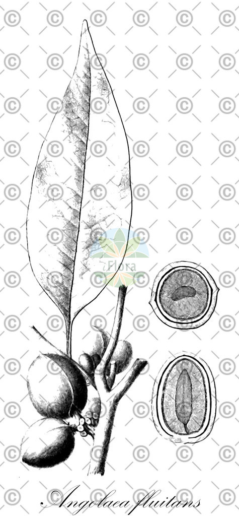 HistAbb_wfo-0000536542_419_ENZY_Simple | Historische Abbildung von Angolaea fluitans - Podostemaceae | Historical Illustration of Angolaea fluitans - Podostemaceae
