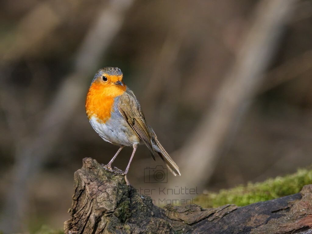 P1004073-Bearbeitet-2024-LR | Natur im Moment - Realisiert mit Pictrs.com