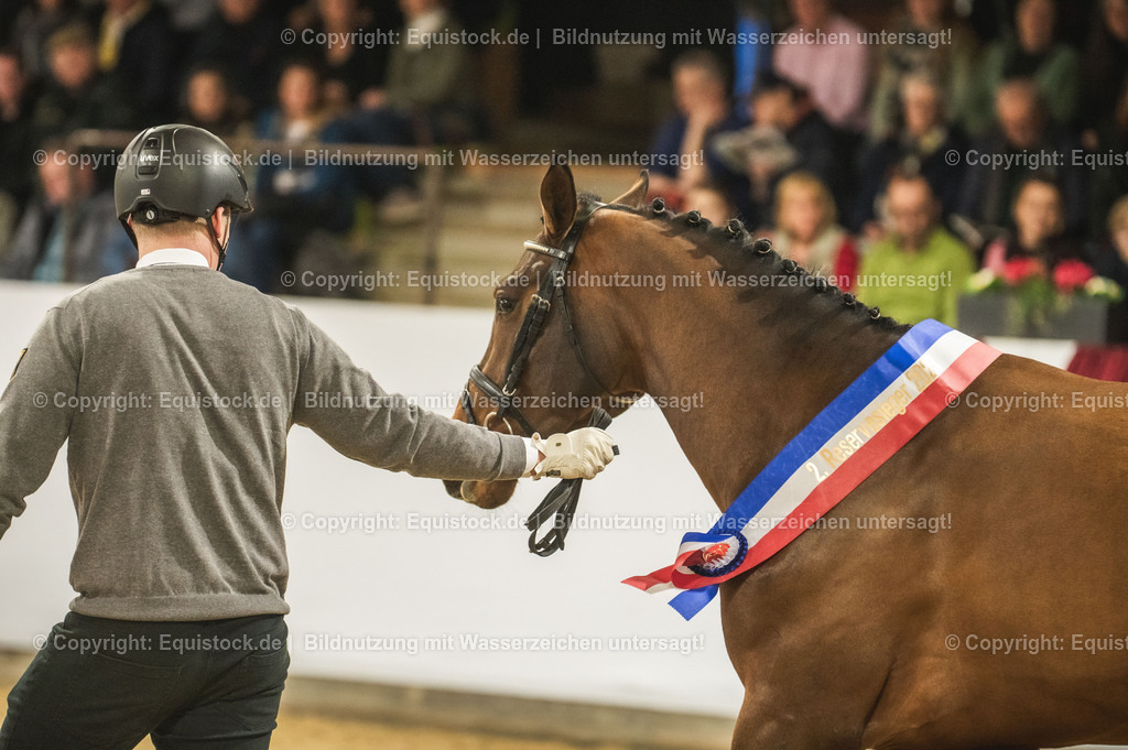 20240302_Hengstvorstellung_Marbach_TOMsPiC_0455-2 | equistock