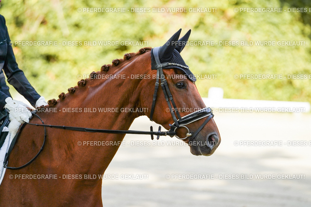 DSC06964 | Pferdegrafie