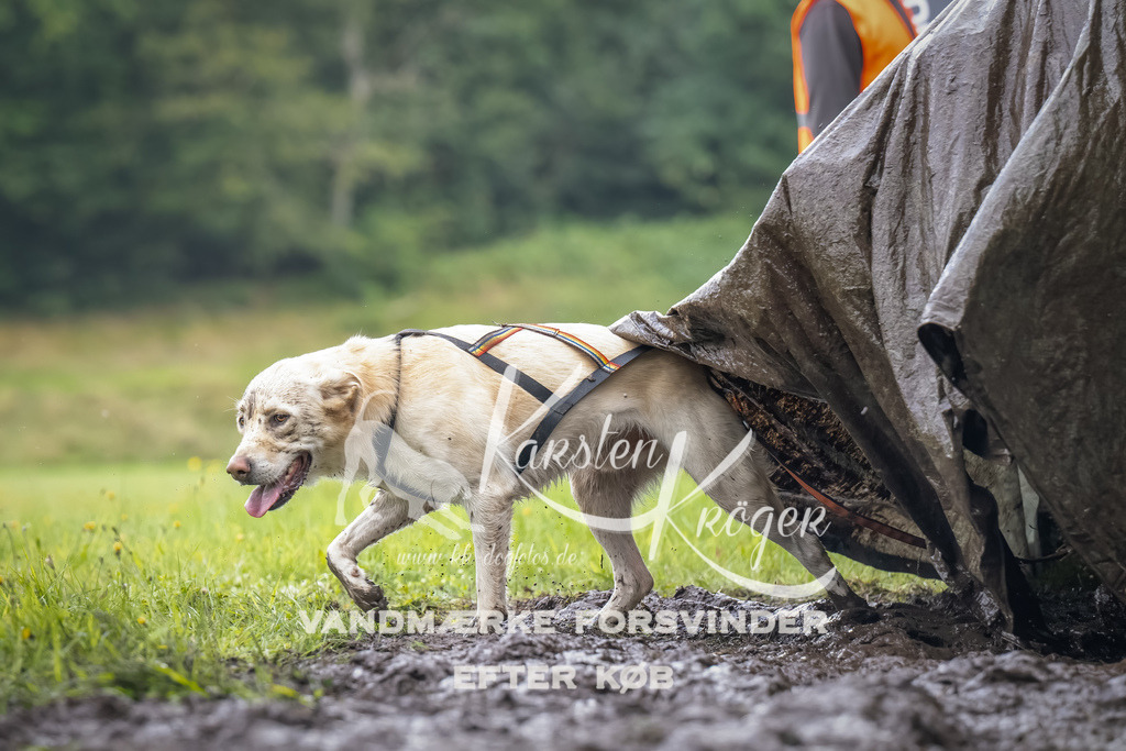 0916_ZZ90682-Bearbeitet | kk-dogfotos
