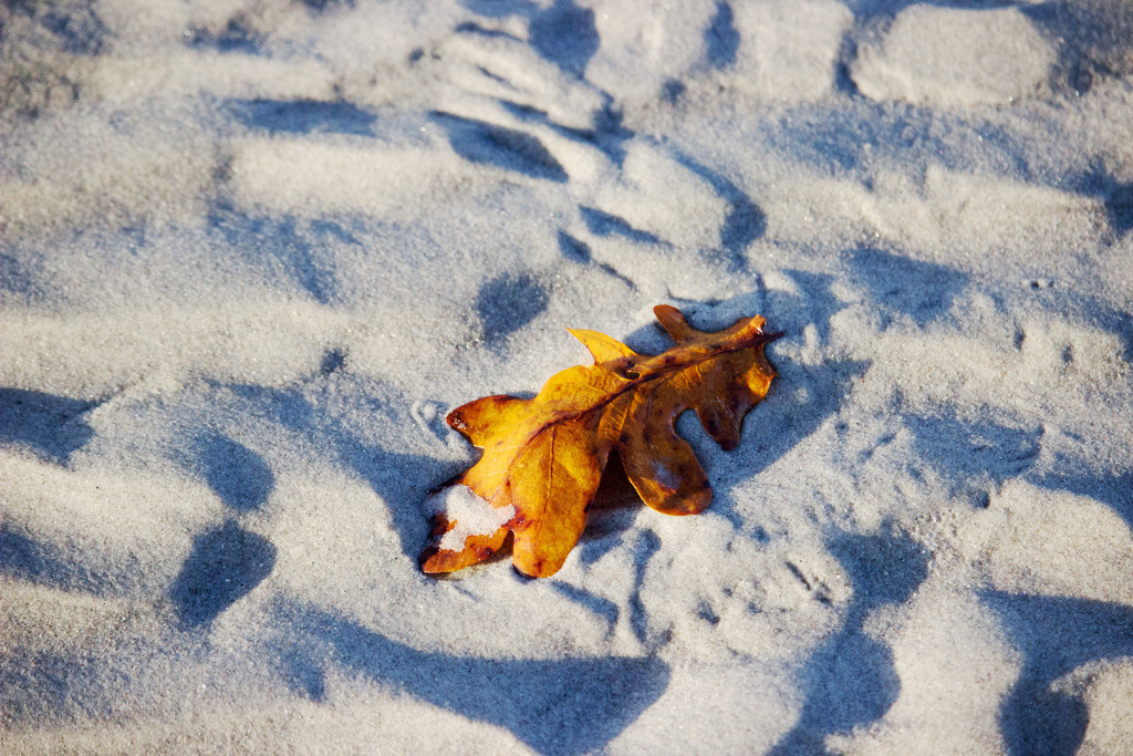 Wandbild: Herbstliches Blatt am Sandstrand | Dieses Wandbild im Querformat zeigt ein schönes herbstliches Blatt am Ostseestrand.  - Realisiert mit Pictrs.com