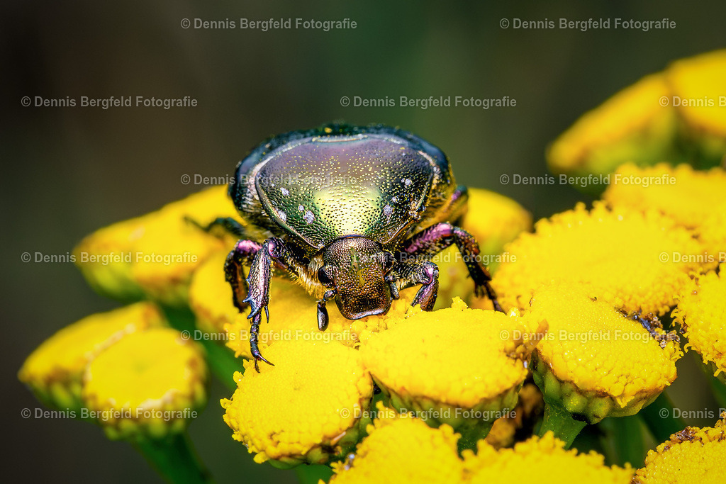 Käfer auf gelber Blüte | Entdecken Sie Natur, Makro und Tierfotografie von Dennis Bergfeld.Besondere Momente und Details der Natur, hochwertig als Foto und Wandbild erhältlich. - Realisiert mit Pictrs.com