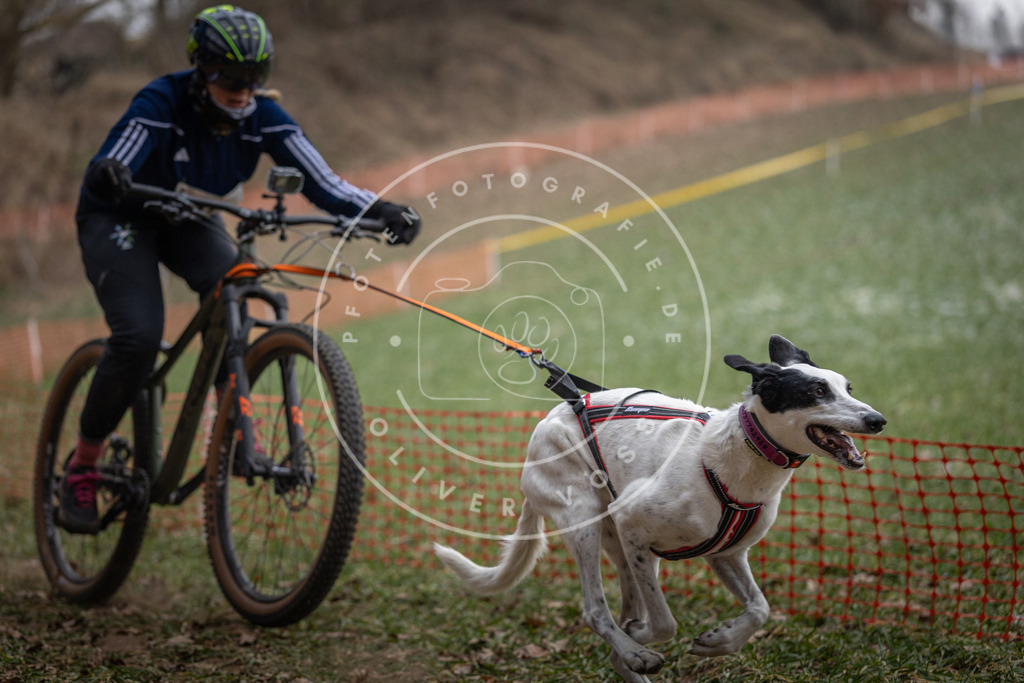Pfotenfotografie_DV3A9859 | Hundefotografie, Tierfotograf, Pfotenfotografie, Fotoshooting Hund, Hunde Portrait, Hundesport, Hundeportraits, Heideshooting, Hunde, Sportfotograf, Hundefotograf, Turnierhundsport, THS,  - Realisiert mit Pictrs.com
