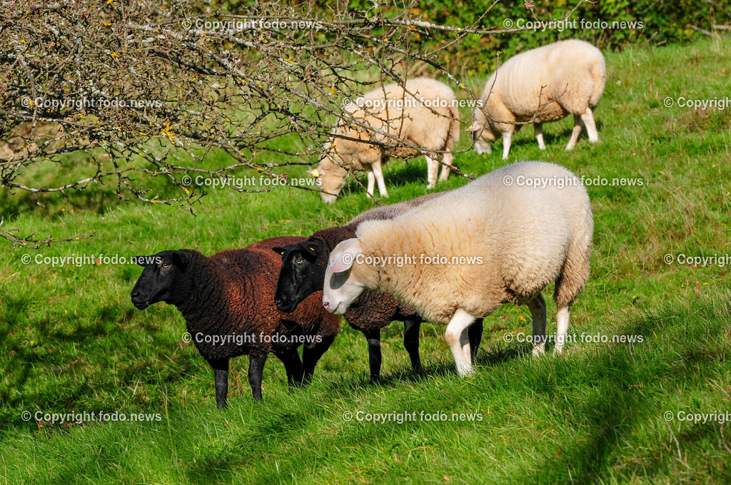 Linz_ Bauernhof_ 11.04.2025-35 | 11.04.2025, LINZ, AUT, Landwirtschaft, Bauernhof, im Bild Schafe, Schaf, Lamm, Bock, Tiere, Nutztiere, Freilandhaltung, Paarhufer