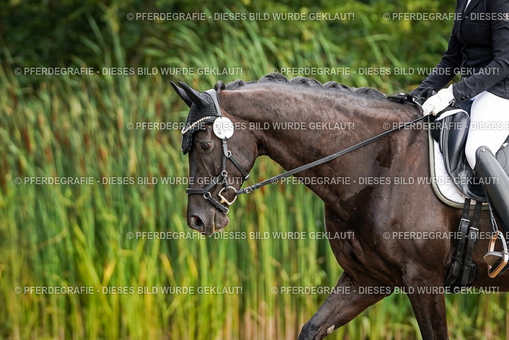 DSC00569 | Pferdegrafie