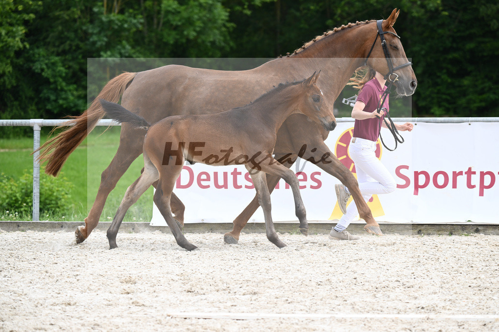 Covalliero x Lone Star_HF_Trukenbrod_20240950 | hf-fotografie - Realizzato con Pictrs.com