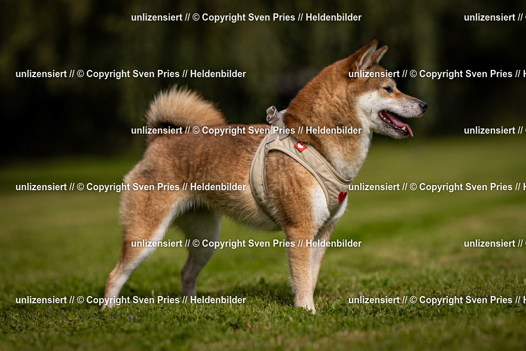 Sven Pries | 2024-09-22 - Hunderennen Baden-BadenPudelverein - Realisiert mit Pictrs.com