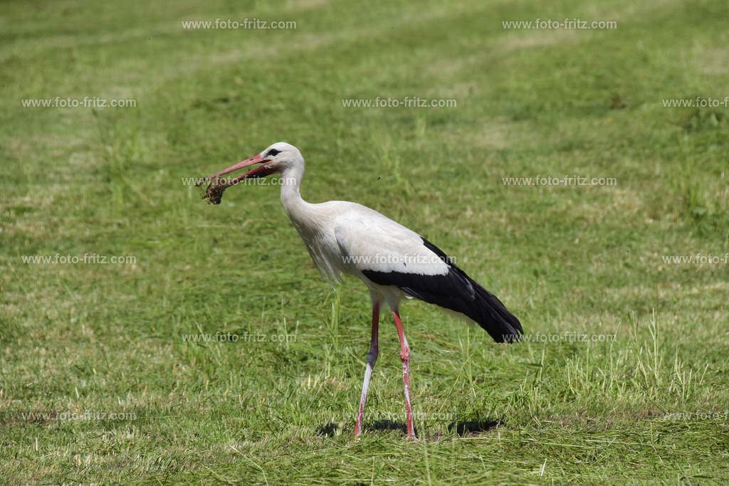 JUN_5370 | www.foto-fritz.com - Realisiert mit Pictrs.com