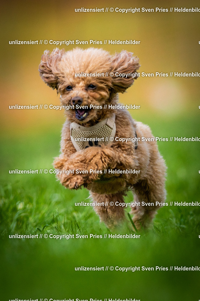 Sven Pries | 2025-04-13 - Hunderennen Baden-Baden - Realisiert mit Pictrs.com