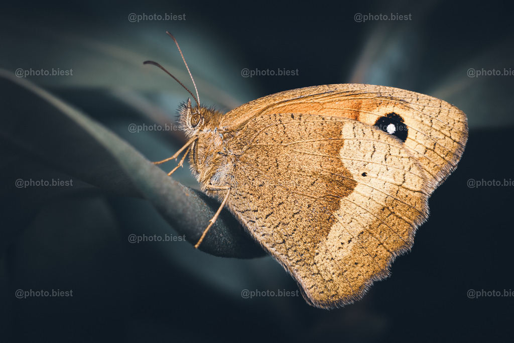 IMGC8243 | photobiest - Realisiert mit Pictrs.com