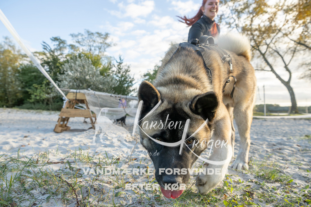 1642_ZZ98623 | kk-dogfotos